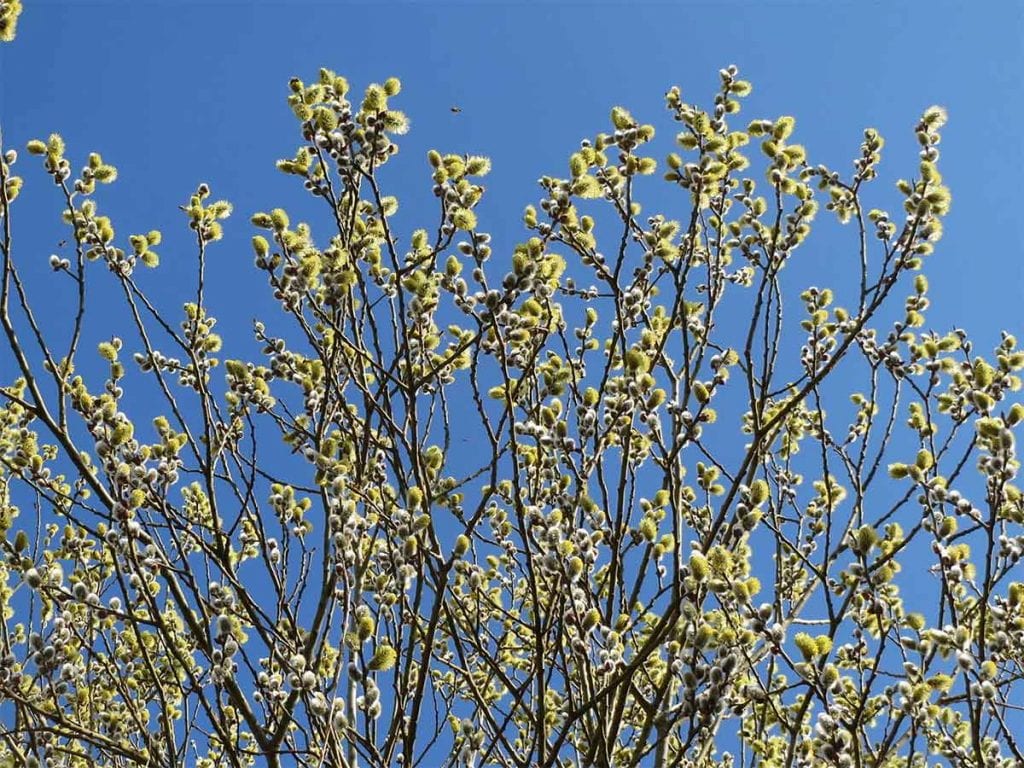 Are Willow Trees Poisonous To Goats at Zachary Chatterton blog