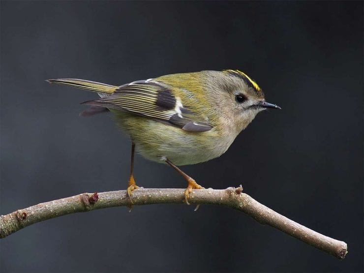 Goldcrest on a twig