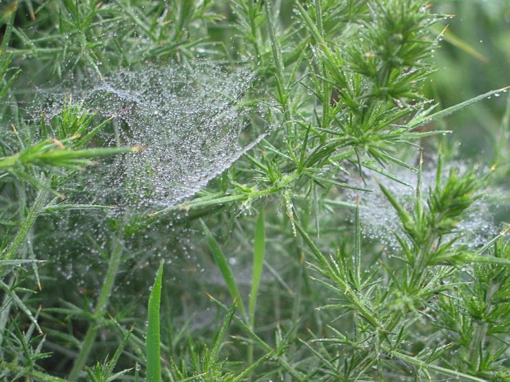 Gorse leaves with spiders web and morning dew