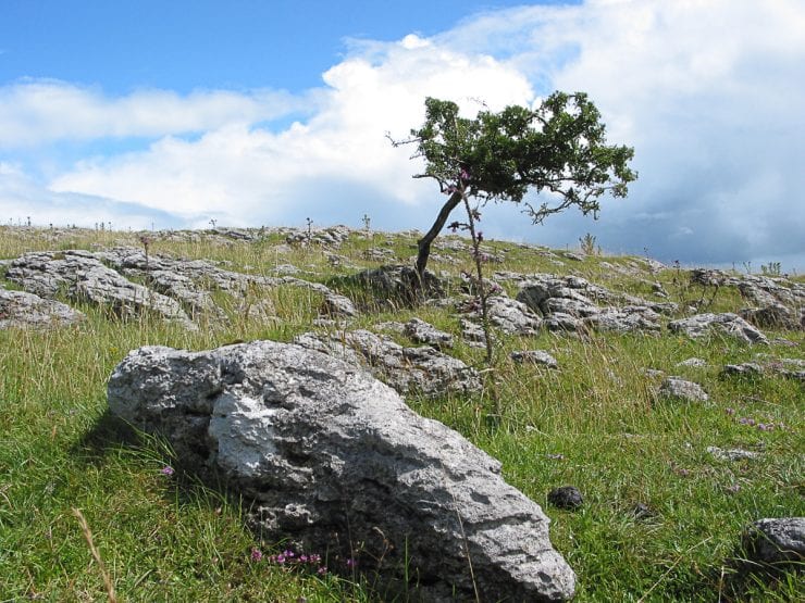 A lone hawthorn growing on limestone pavement