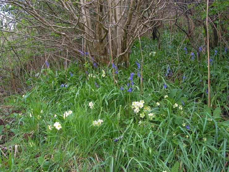 zralé hazel mlází (není v poslední době coppiced)