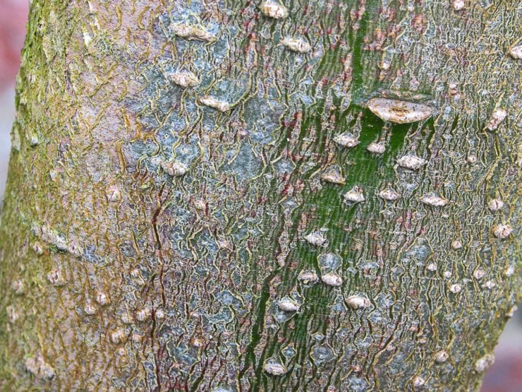 Bark of a holly tree