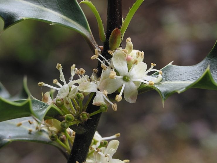 Holly flowers