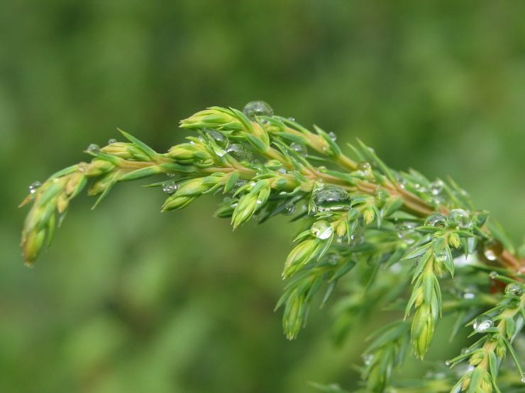 Juniper leaves