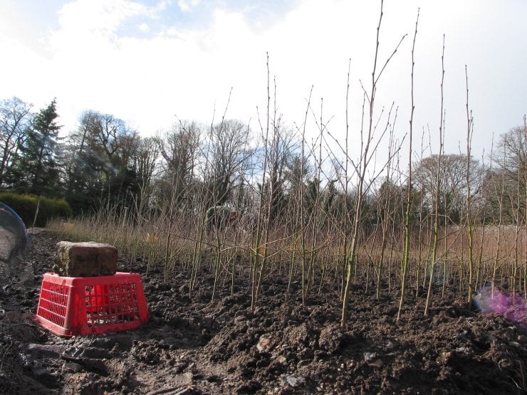 Young trees being lined out