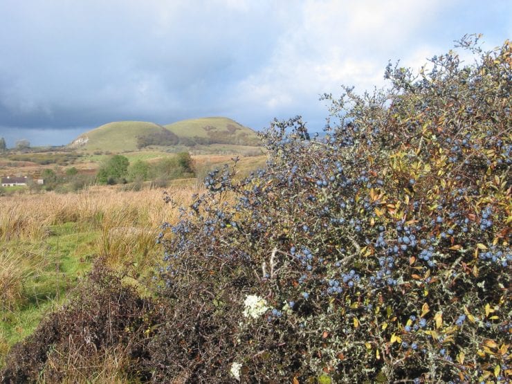 Blackthorn growing in a wild landscape