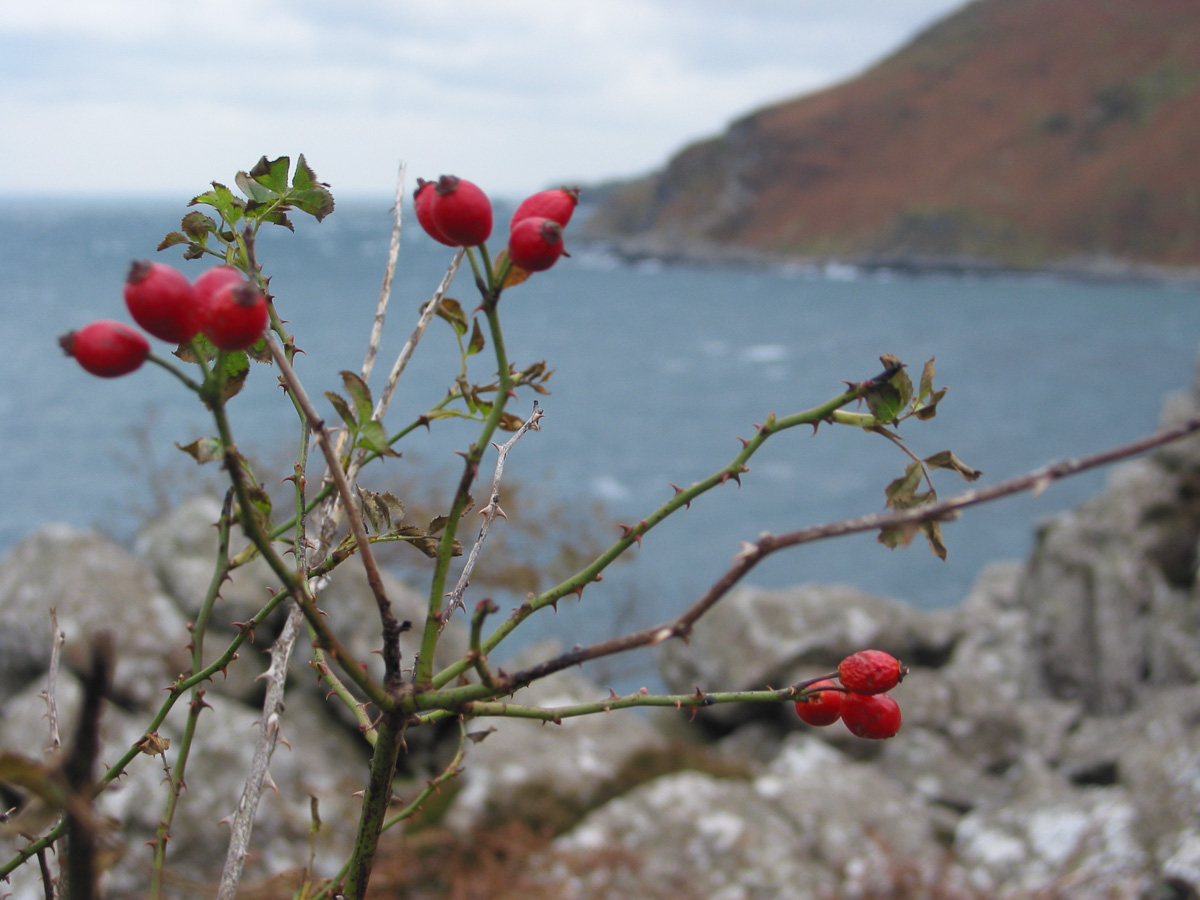 Dog rose How To Grow Trees