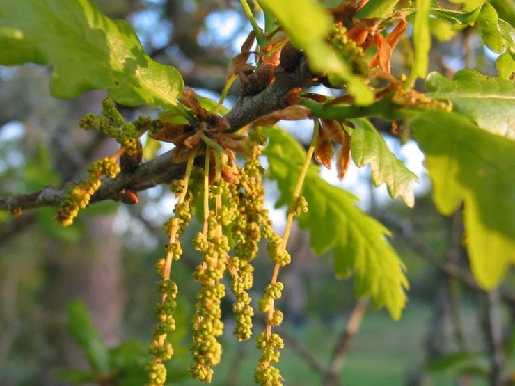 Pedunculate oak flowers