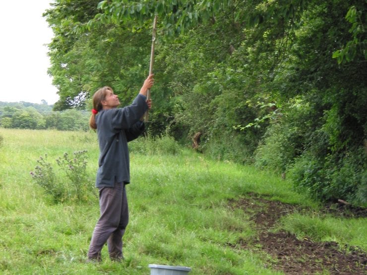Pulling branches lower to reach the fruits