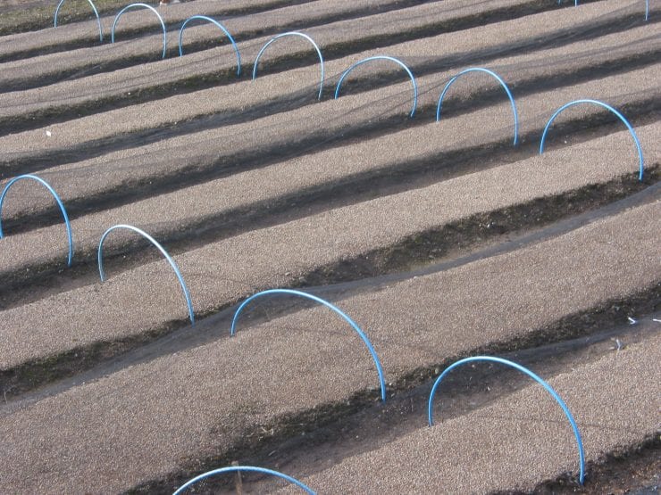 Finished seedbeds covered with protective netting