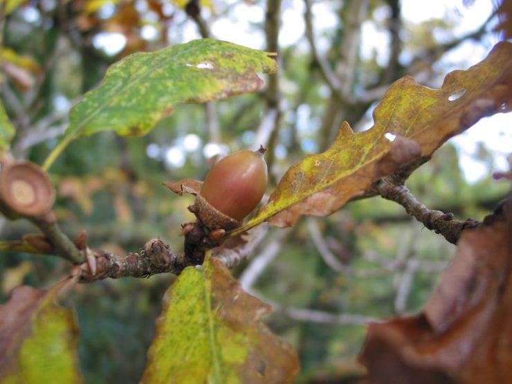 An acorn from a sessile oak