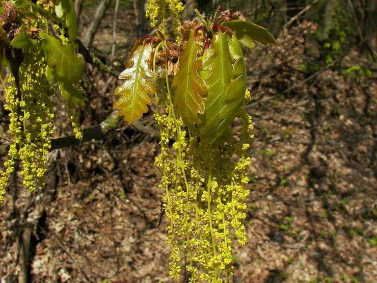 Sessile oak flowers