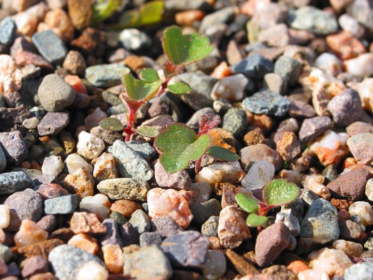 Birch seedlings