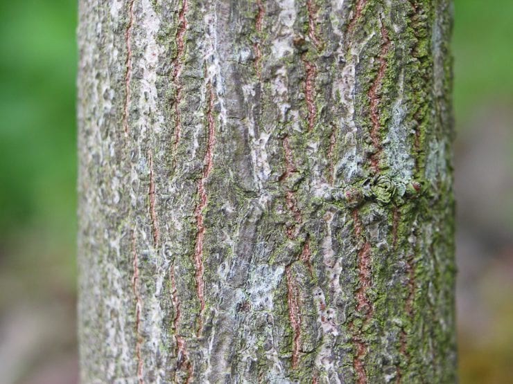 Bark of the spindle tree