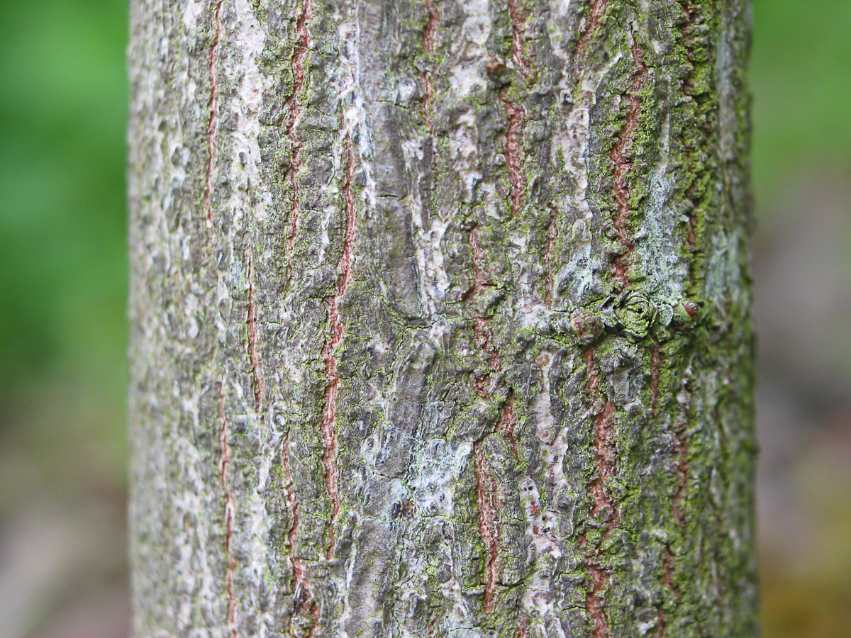 Spindle How To Grow Trees