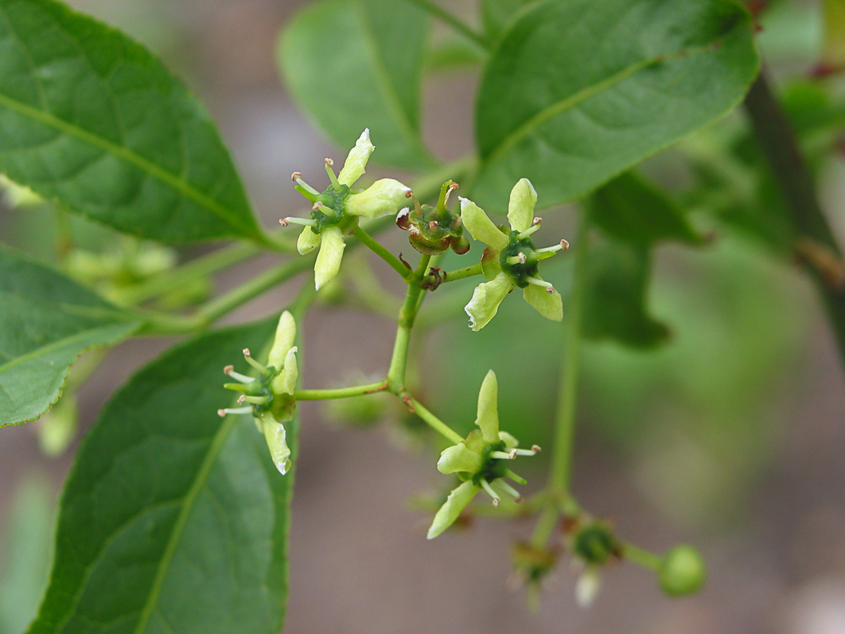 Spindle How To Grow Trees