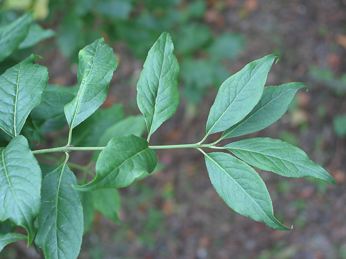 Spindle How To Grow Trees