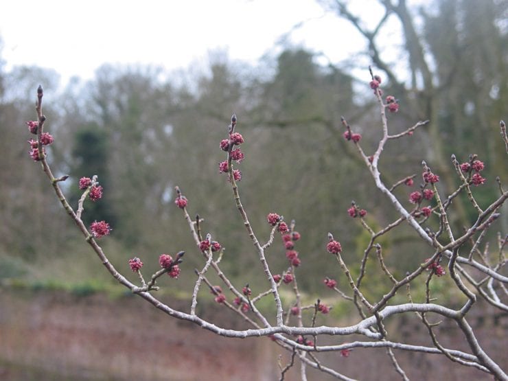 Wych elm flowers