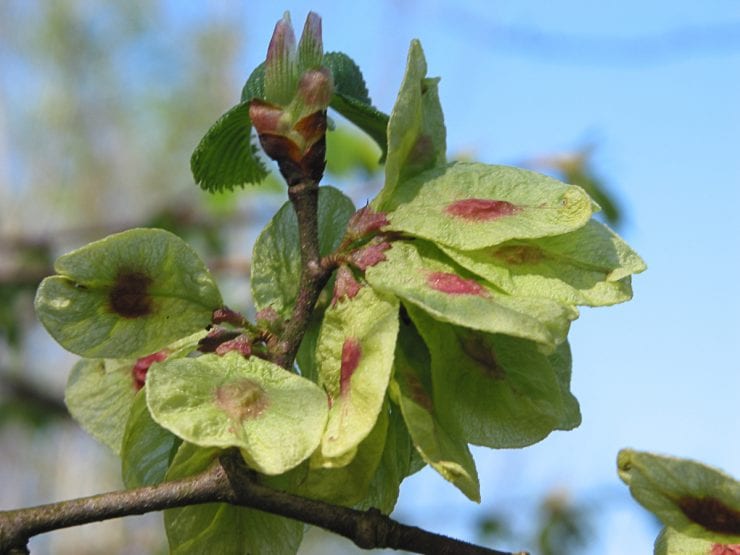 Developing wych elm seeds on a tree