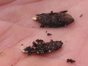 Germinating ash seeds after pre-treatment