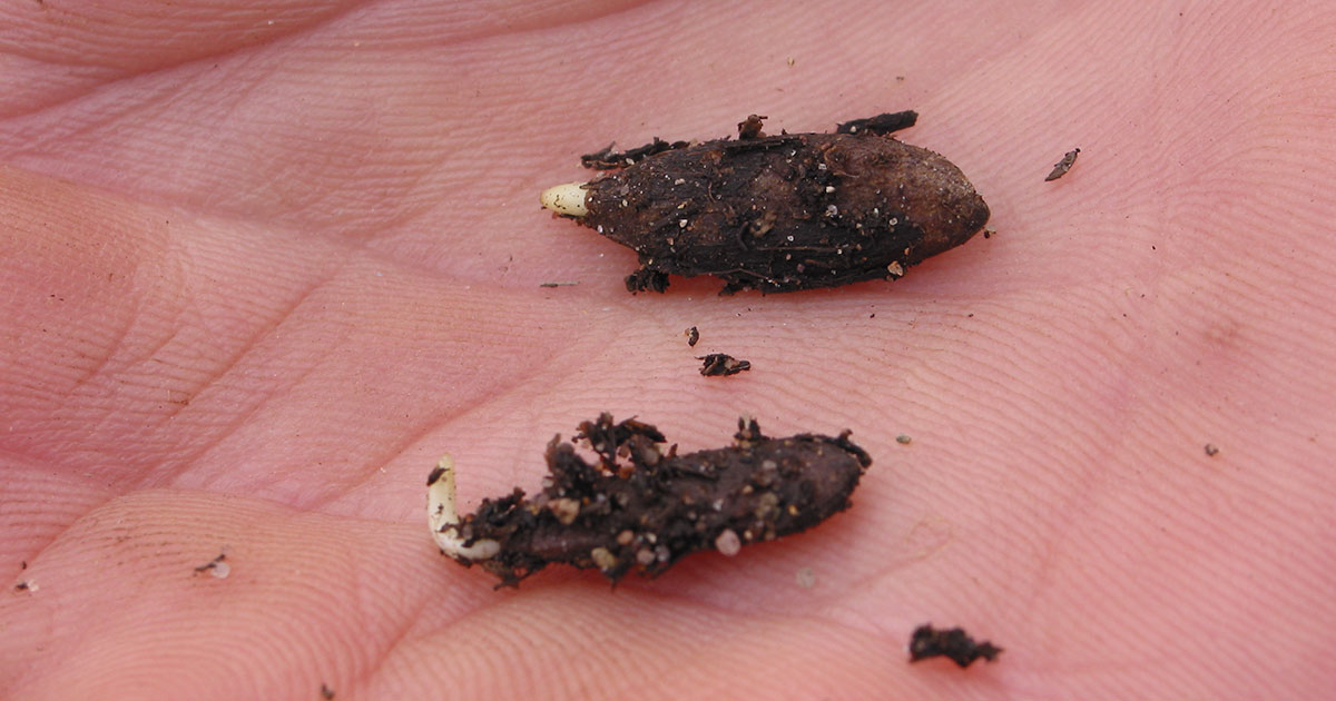 Tree Seed PreTreatment How to get Dormant Seeds to Germinate